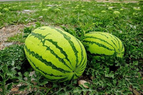 五一吃瓜今日必吃大瓜网黄,揭秘今日必吃大瓜网黄风云