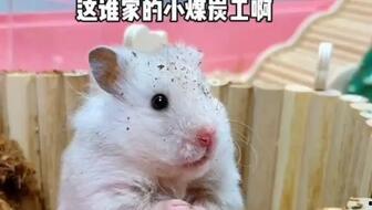 娱乐吃瓜酱鼠