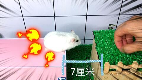 娱乐吃瓜酱鼠