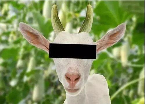 娱乐圈吃瓜羊了个羊